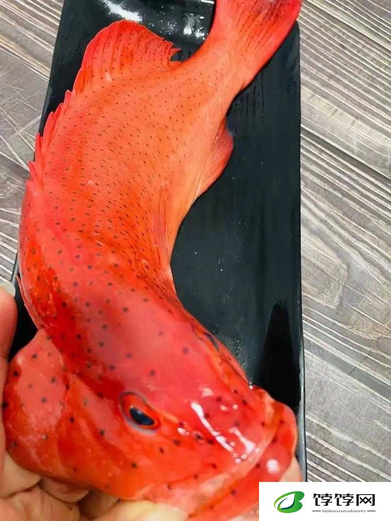 美食幻域新篇章：浪花东星斑的角色解读与特色解析