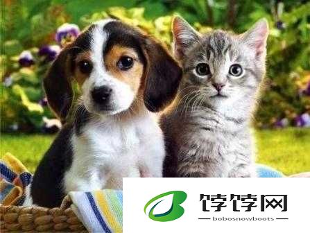 ZOOMSERVO 兽狗最新版本功能亮点介绍